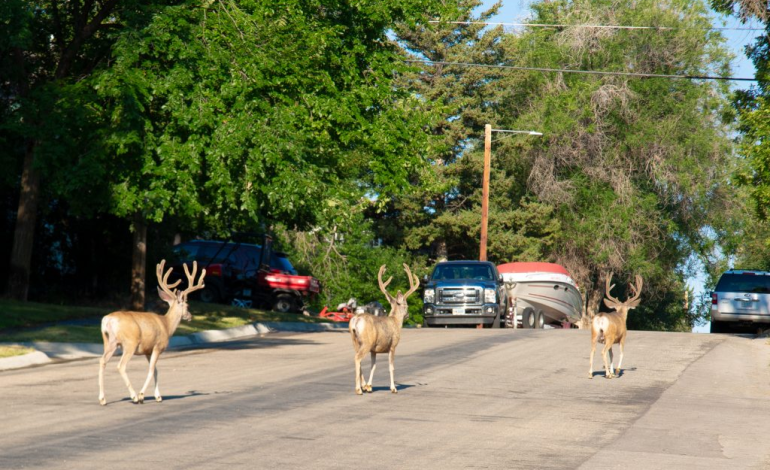 Wyoming Game and Fish Urges Public to Watch for Wildlife Amid Elk Fire