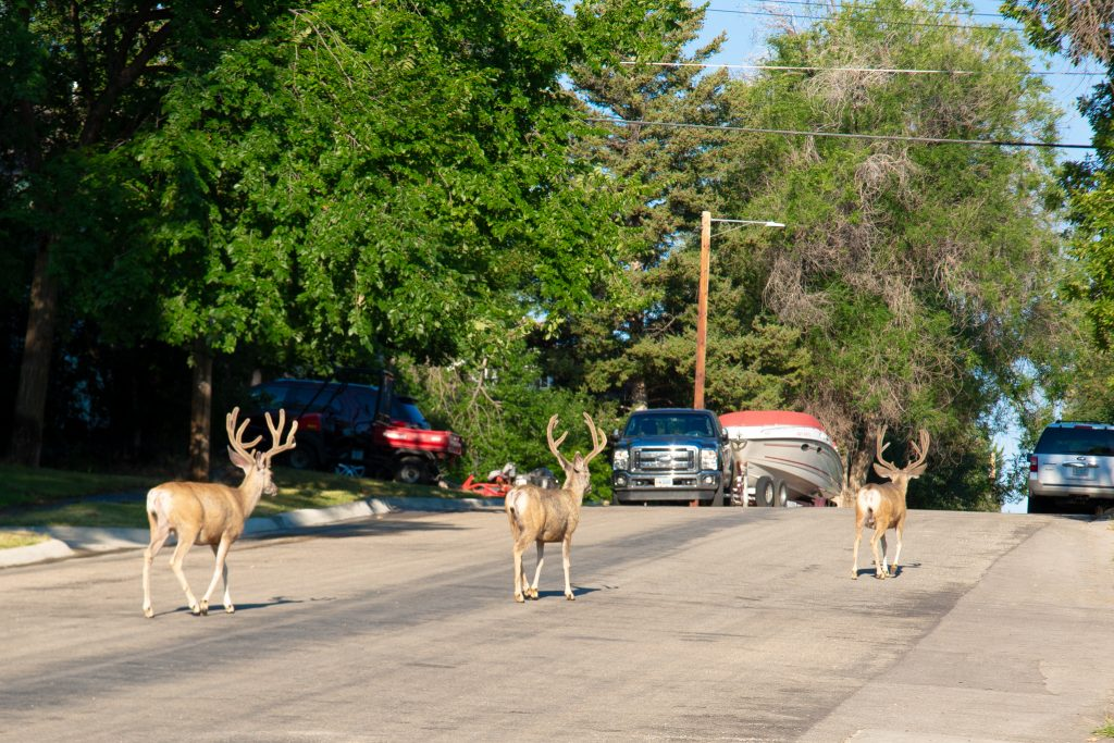 Wyoming Game and Fish Urges Public to Watch for Wildlife Amid Elk Fire