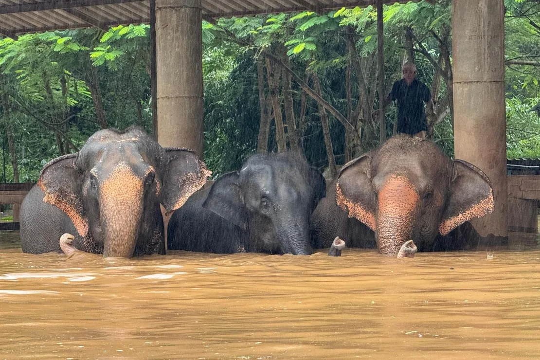 Flash Floods Threaten Elephant Sanctuary in Northern Thailand, Dozens Trapped