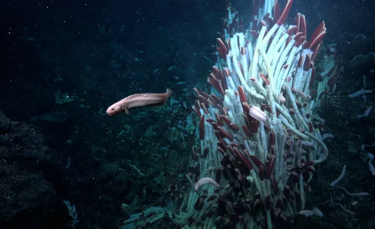 Thriving Ecosystem Discovered Beneath Seafloor: Scientists Uncover Hidden Caves Teeming with Life