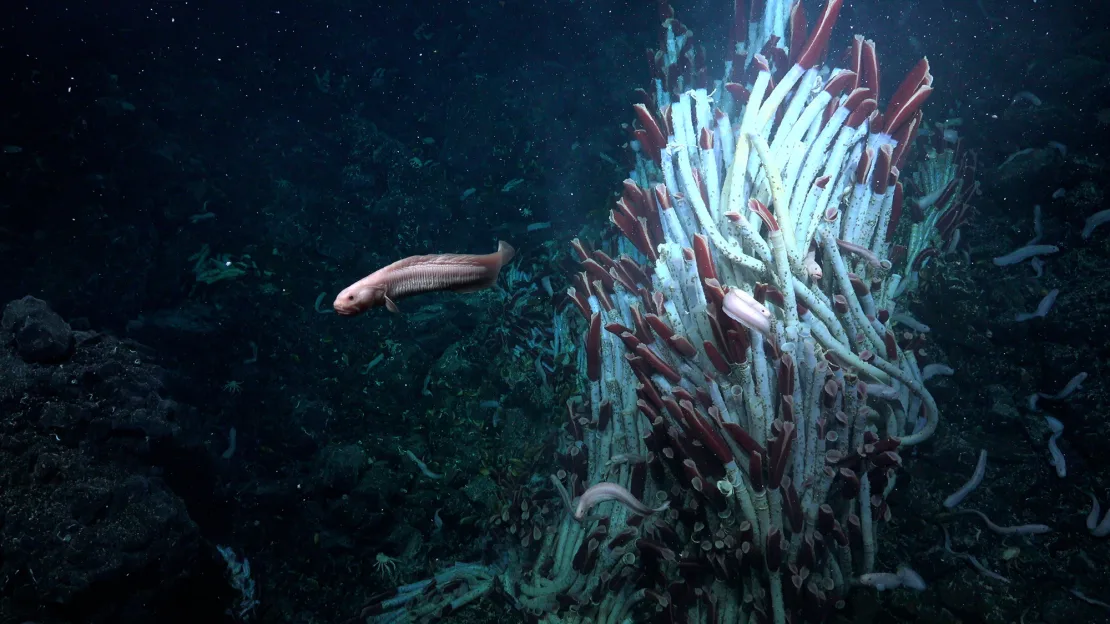 Thriving Ecosystem Discovered Beneath Seafloor: Scientists Uncover Hidden Caves Teeming with Life