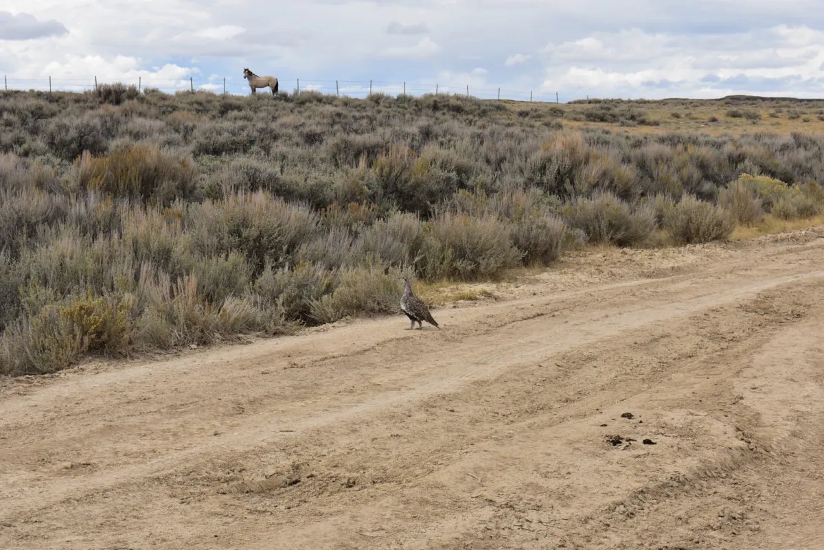 Study Finds Overpopulation of Wild Horses Threatens Sage Grouse Survival in Wyoming