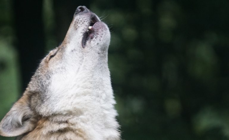 Wyoming Lawmakers Support Legalizing Use of Snowmobiles to Kill Wolves