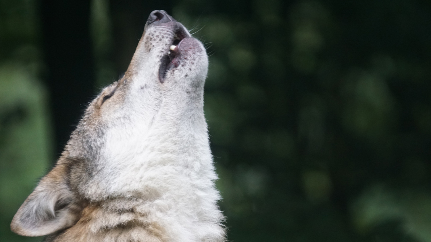 Wyoming Lawmakers Support Legalizing Use of Snowmobiles to Kill Wolves