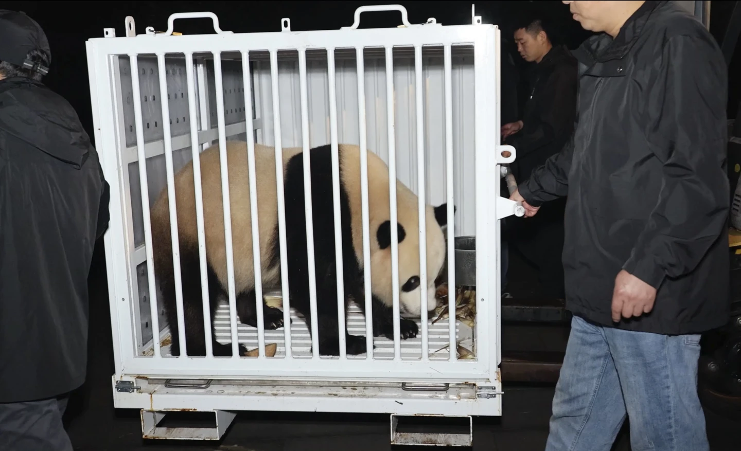 Panda Power Returns: National Zoo to Welcome New Pair After Year-Long Absence