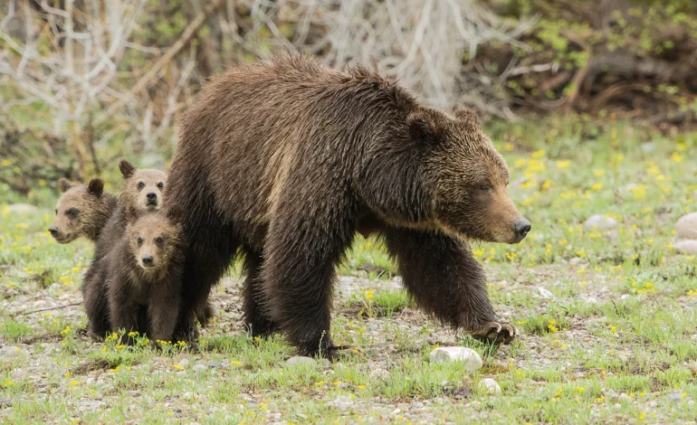 Iconic Grizzly Bear No. 399 Killed by Vehicle in Wyoming