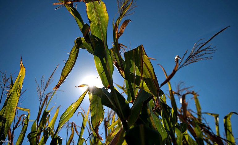 South Africa to Import US Genetically Engineered Corn After Drought