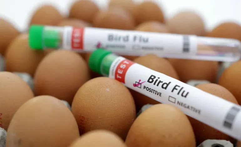 Outbreak of Bird Flu Strain H5N1 Confirmed at Commercial Poultry Farm in Cornwall