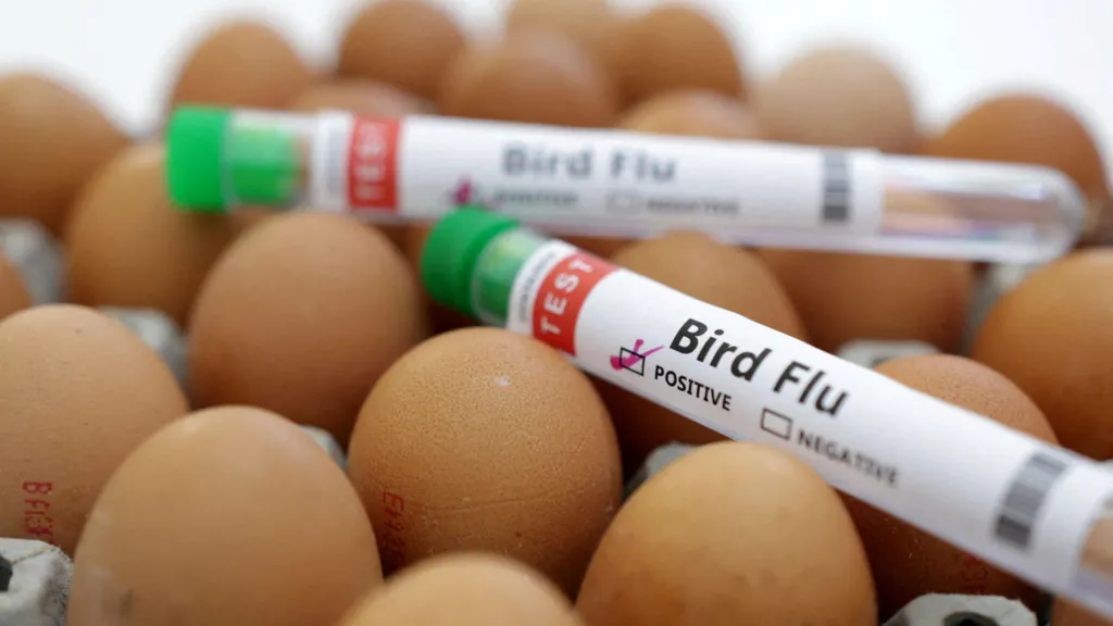 Outbreak of Bird Flu Strain H5N1 Confirmed at Commercial Poultry Farm in Cornwall