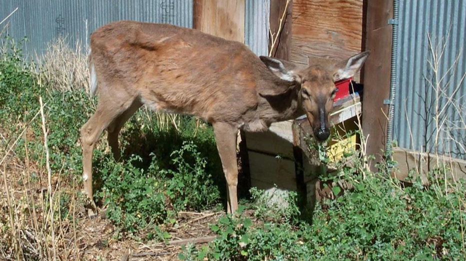 Oregon Avoids Potential Chronic Wasting Disease Spread from Wyoming Deer Carcasses