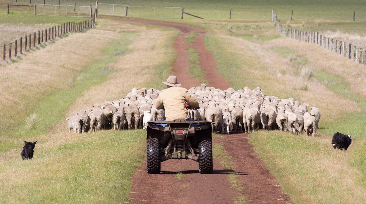 Wyoming Sheep Industry Celebrates as Denver Voters Reject Slaughterhouse Ban