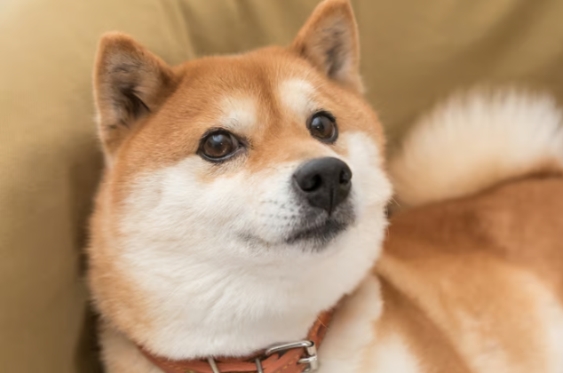 Dogecoin (DOGE) Set to Surpass $1 and Claim the Title ‘King of Crypto,’ Says Leading Analyst