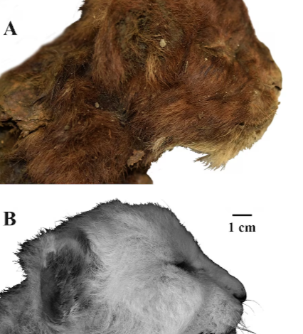 Scientists Study 35,000-Year-Old Saber-Toothed Kitten Frozen in Siberian Permafrost