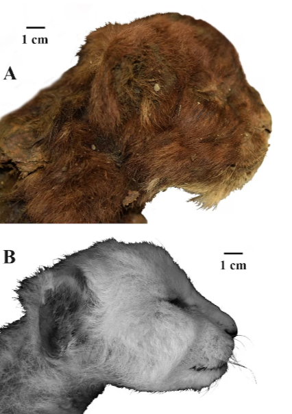 Scientists Study 35,000-Year-Old Saber-Toothed Kitten Frozen in Siberian Permafrost