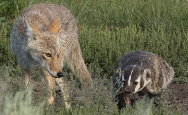 Unexpected Allies: Wyoming Coyotes and Badgers Hunt Prairie Dogs Together