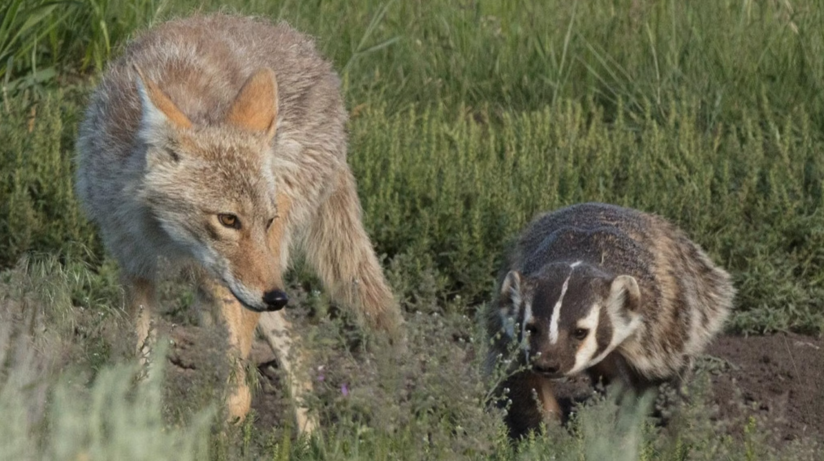 Unexpected Allies: Wyoming Coyotes and Badgers Hunt Prairie Dogs Together