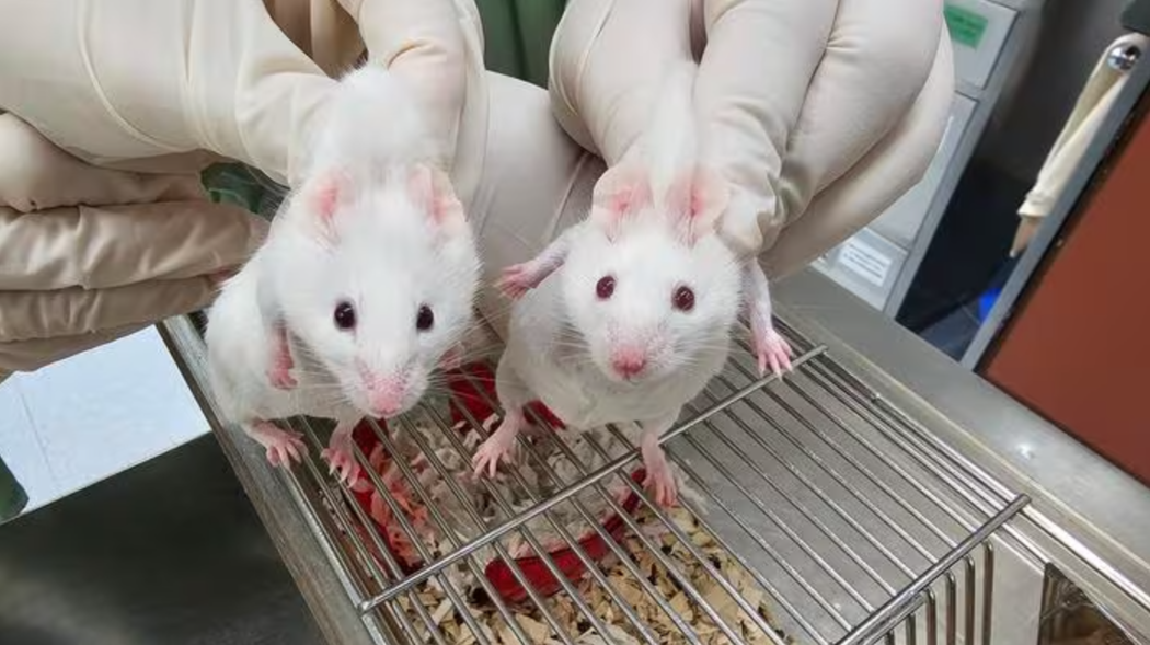 Scientists Create Mouse Using Genes From Microorganism, Unlocking Ancient Evolutionary Secrets