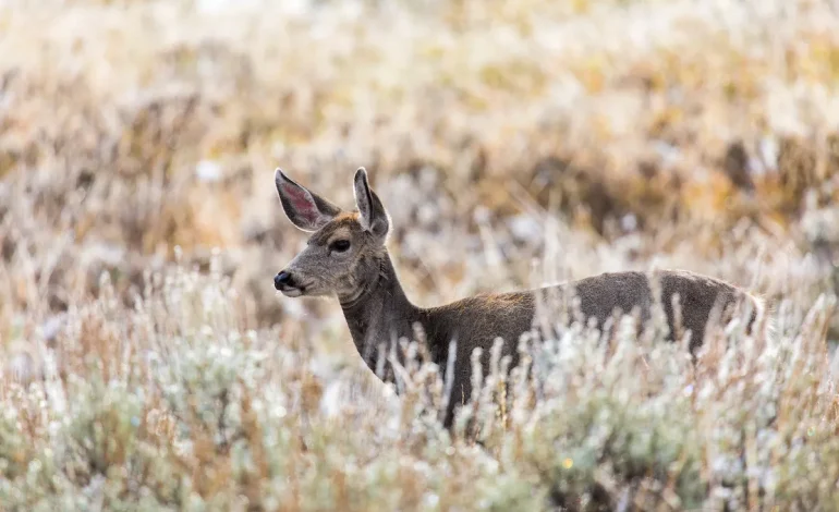 Wyoming Game and Fish to Hold Mule Deer Discussions in Casper Region