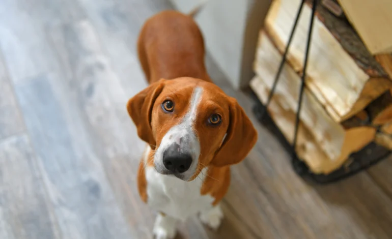 Popular Dog Names in Wyoming Reflect Regional Preferences