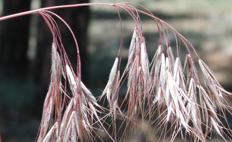 Wyoming Takes Steps Toward Adding Cheatgrass to Noxious Weed List