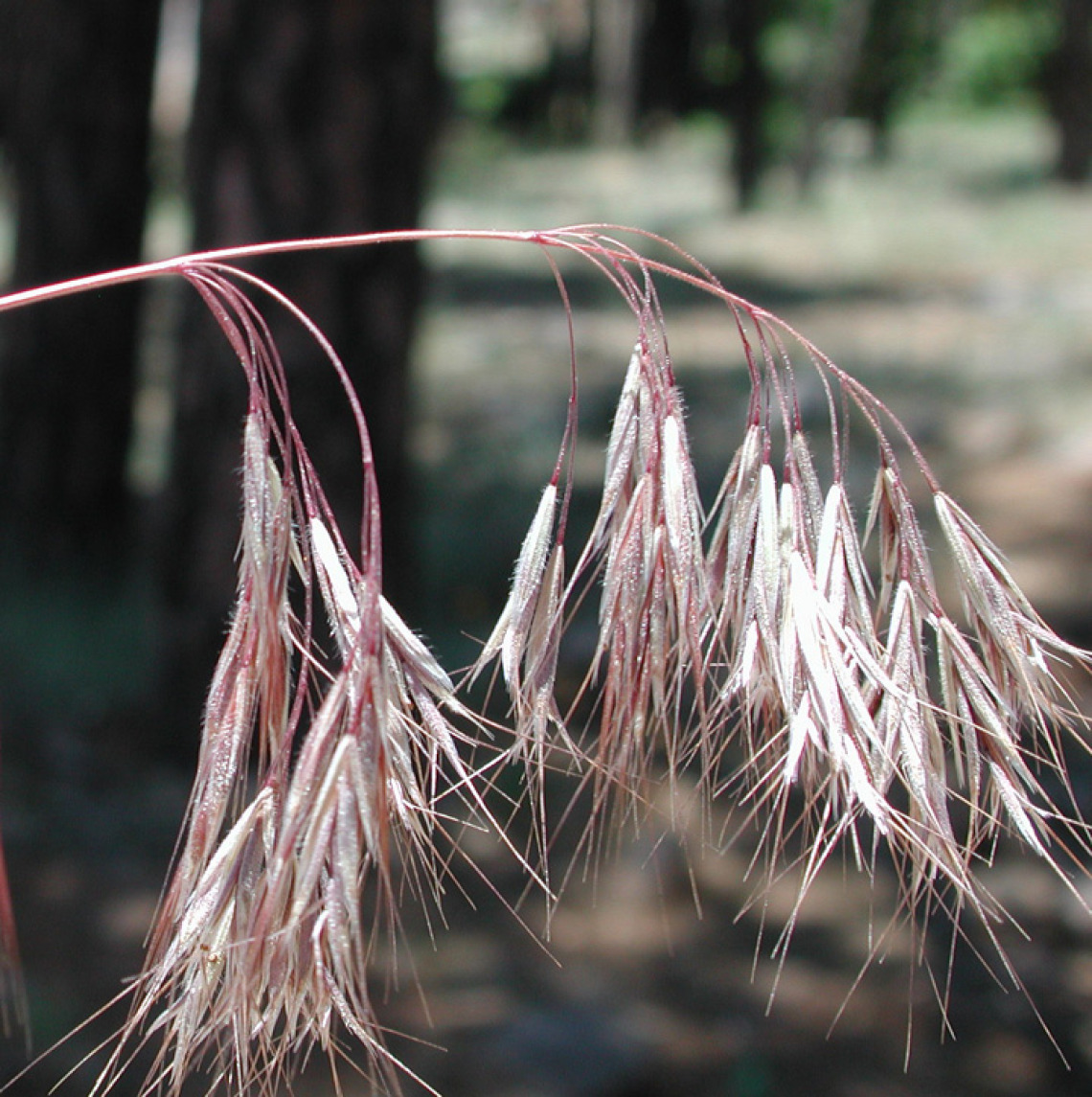 Wyoming Takes Steps Toward Adding Cheatgrass to Noxious Weed List