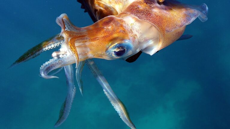 New Drug Delivery Device Draws Inspiration from Squid for Needle-Free Treatment