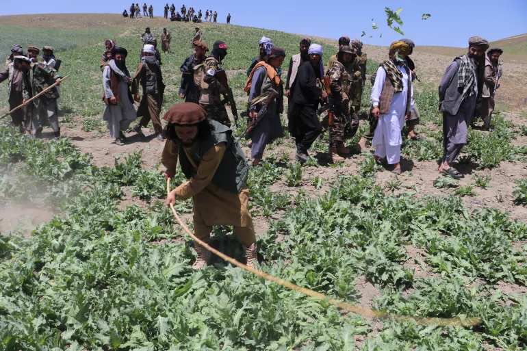 Opium Poppy Cultivation Rises in Afghanistan Despite Taliban Ban