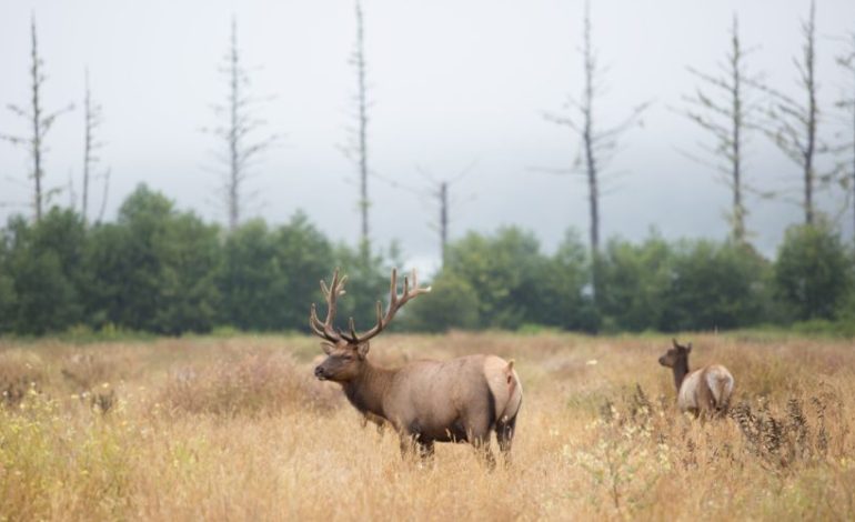 Wyoming Game and Fish Department Reopens Amsden Creek and Kerns Wildlife Areas Following Elk Fire Closure