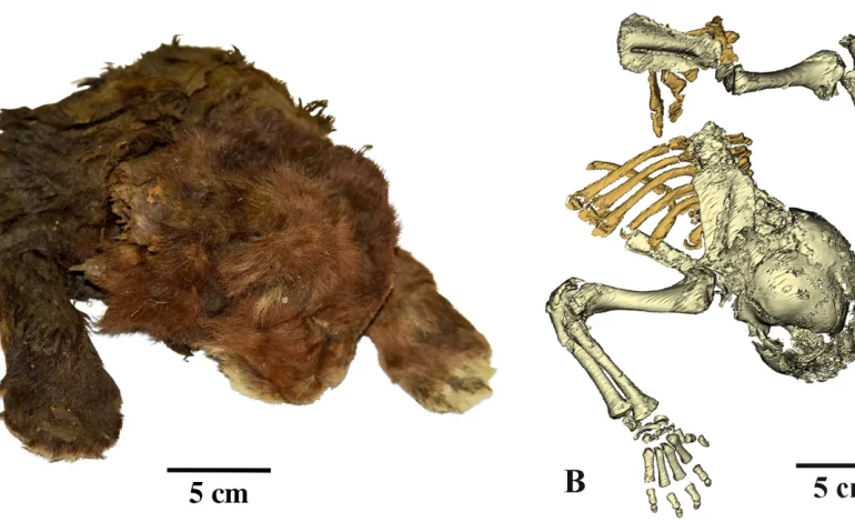 Siberian Permafrost Yields First-Ever Saber-Toothed Cat Mummy, Rewriting Prehistoric History