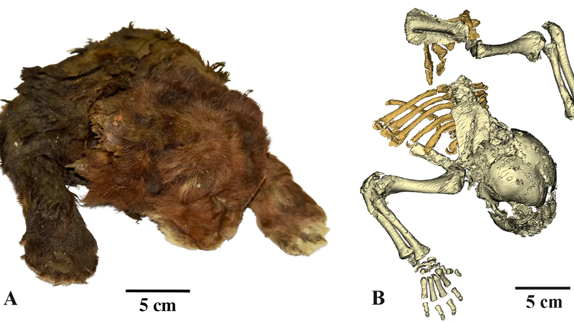 Siberian Permafrost Yields First-Ever Saber-Toothed Cat Mummy, Rewriting Prehistoric History