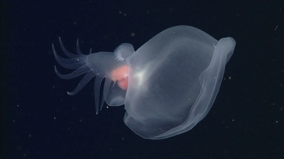 Glowing “Mystery Mollusk” Discovered in the Deepest Depths of the Ocean