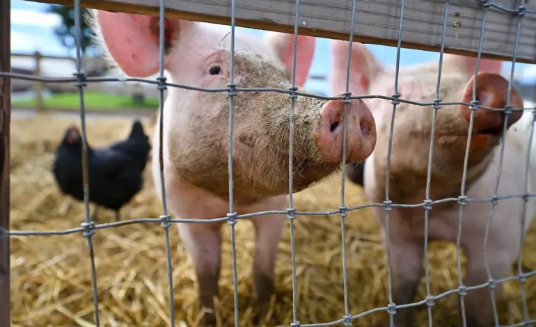 Bird Flu Detected in US Pigs for First Time Amid Rise in Human Cases