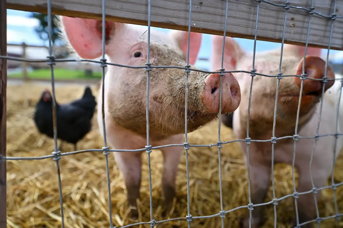 Bird Flu Detected in US Pigs for First Time Amid Rise in Human Cases