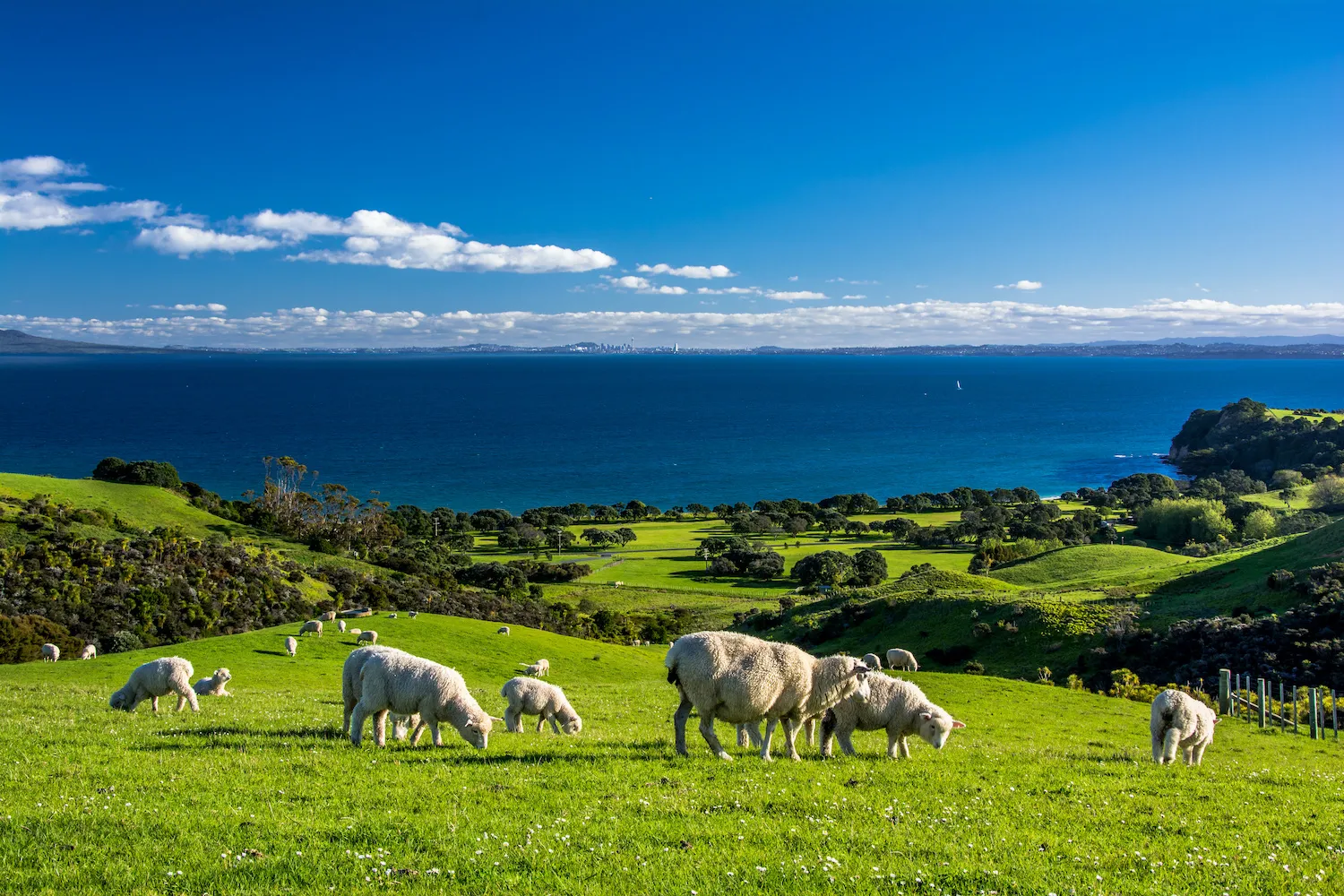 University of Wyoming Launches Sheep Innovators Exchange to New Zealand for Young Ranchers and Entrepreneurs