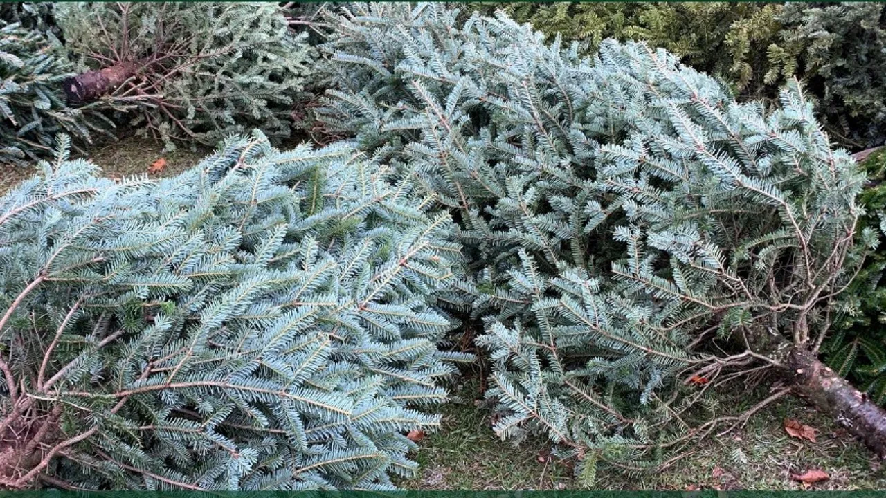 Christmas Tree Permits Now Available Through BLM Wyoming