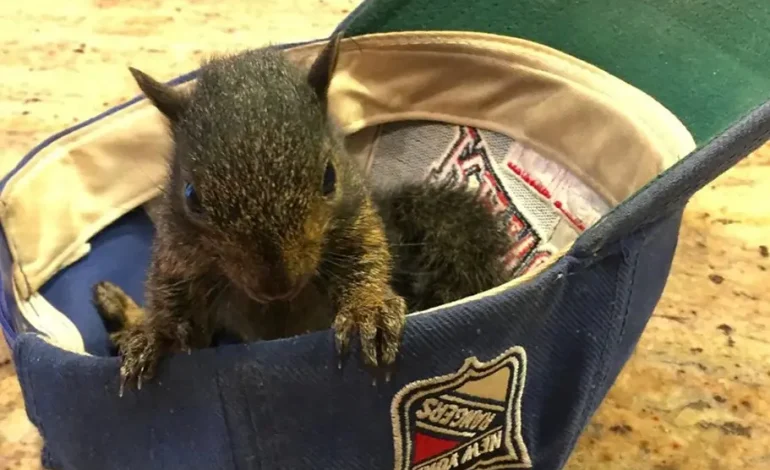 Beloved Internet Sensation Peanut the Squirrel Euthanized After Seizure by New York State