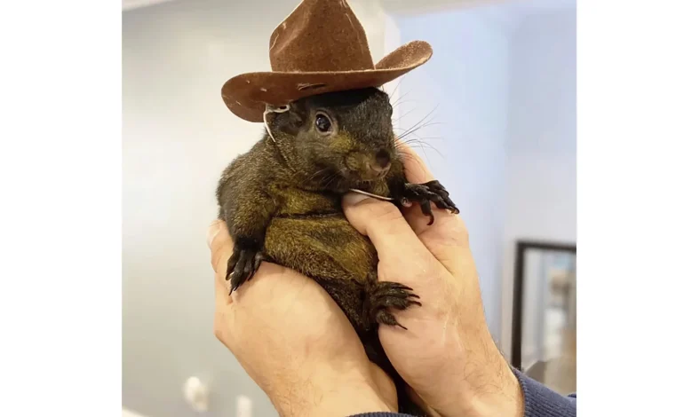 Social Media Star Squirrel Peanut Confiscated by New York Officials