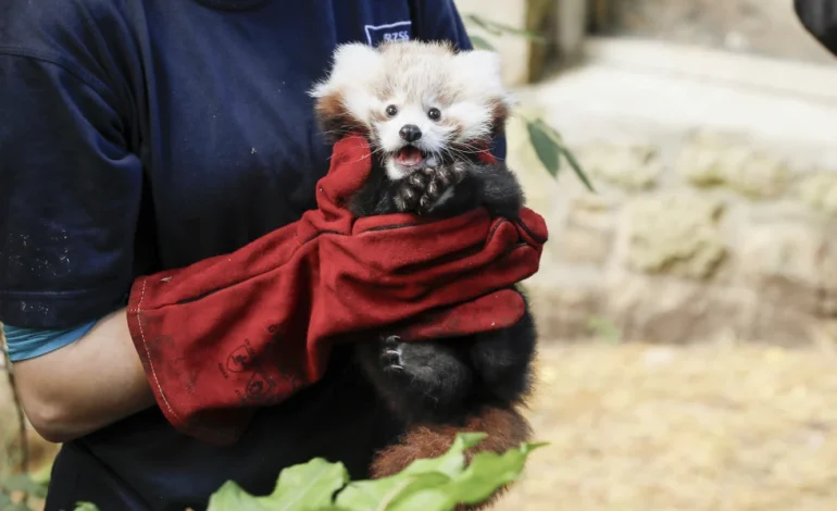 Edinburgh Zoo’s Baby Red Panda Dies After Bonfire Night Fireworks Scare