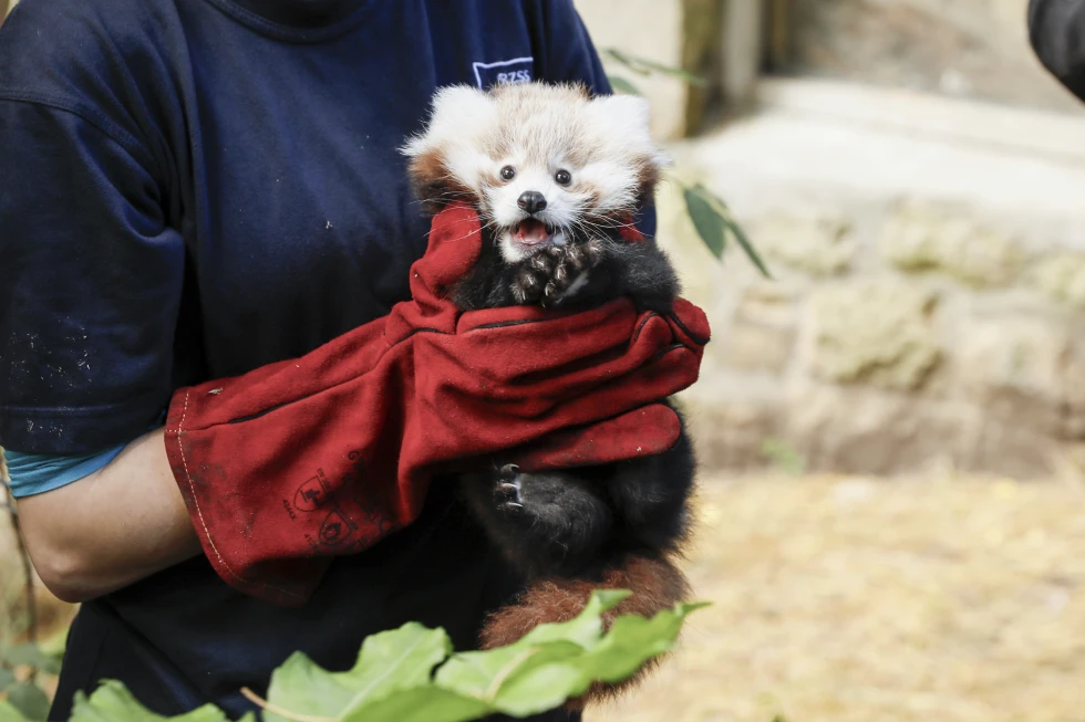 Edinburgh Zoo’s Baby Red Panda Dies After Bonfire Night Fireworks Scare