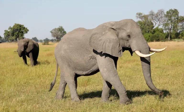 Toxic Algae Confirmed as Cause of Mass Elephant Deaths in Botswana