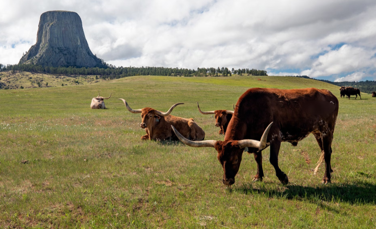 Cattle Disease Trichomoniasis Detected in Wyoming’s Lincoln County