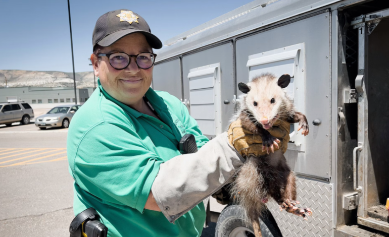 Opossums in Wyoming: An Unwelcome Surprise Despite Expert Opinions