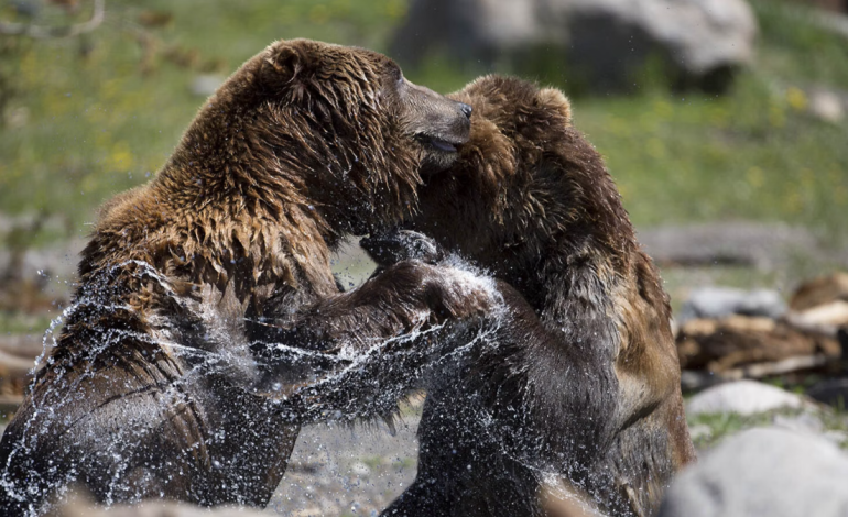 Calls for Grizzly Bear ‘Metapopulation’ Management Grow Amid Potential Delisting Decisions