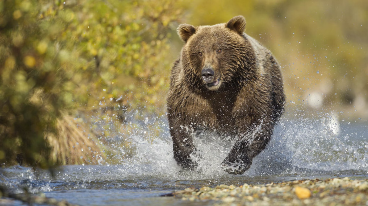 Unbelievable Feat: Montana Man Stops Charging Grizzly with Birdshot, Wyoming Hunters React