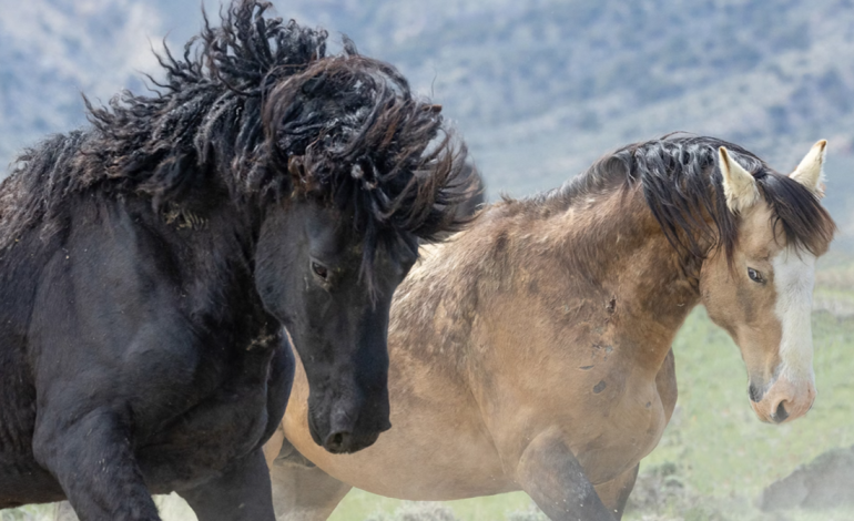 BLM Plans Roundup of Rare Curly-Haired Wyoming Mustangs, Drawing Concern from Advocates