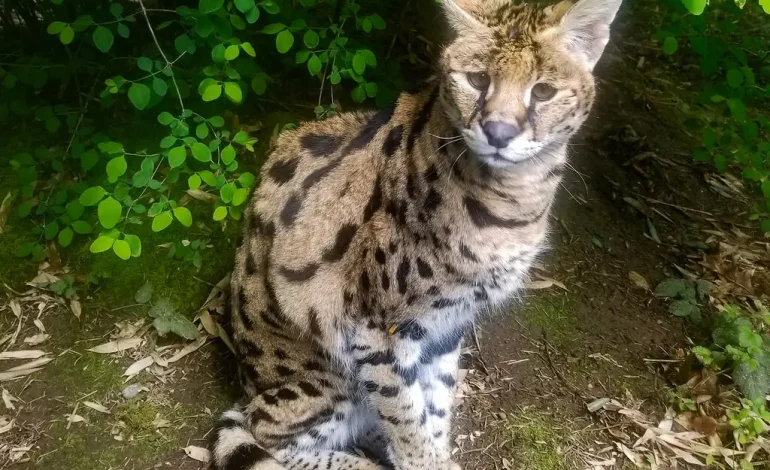 Bird Flu Claims 20 Big Cats at Washington Sanctuary