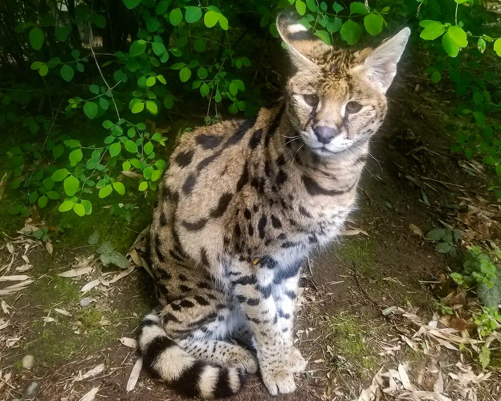 Bird Flu Claims 20 Big Cats at Washington Sanctuary