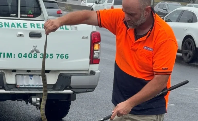 Woman Fends Off Venomous Tiger Snake While Driving on Australia’s Melbourne Freeway