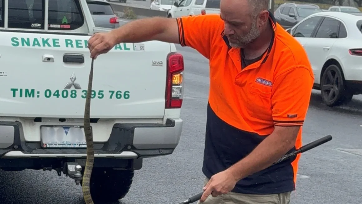 Woman Fends Off Venomous Tiger Snake While Driving on Australia’s Melbourne Freeway