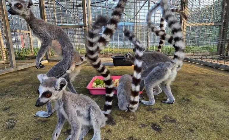 Thousands of Endangered Lemurs, Tortoises Returned to Madagascar in Historic Repatriation